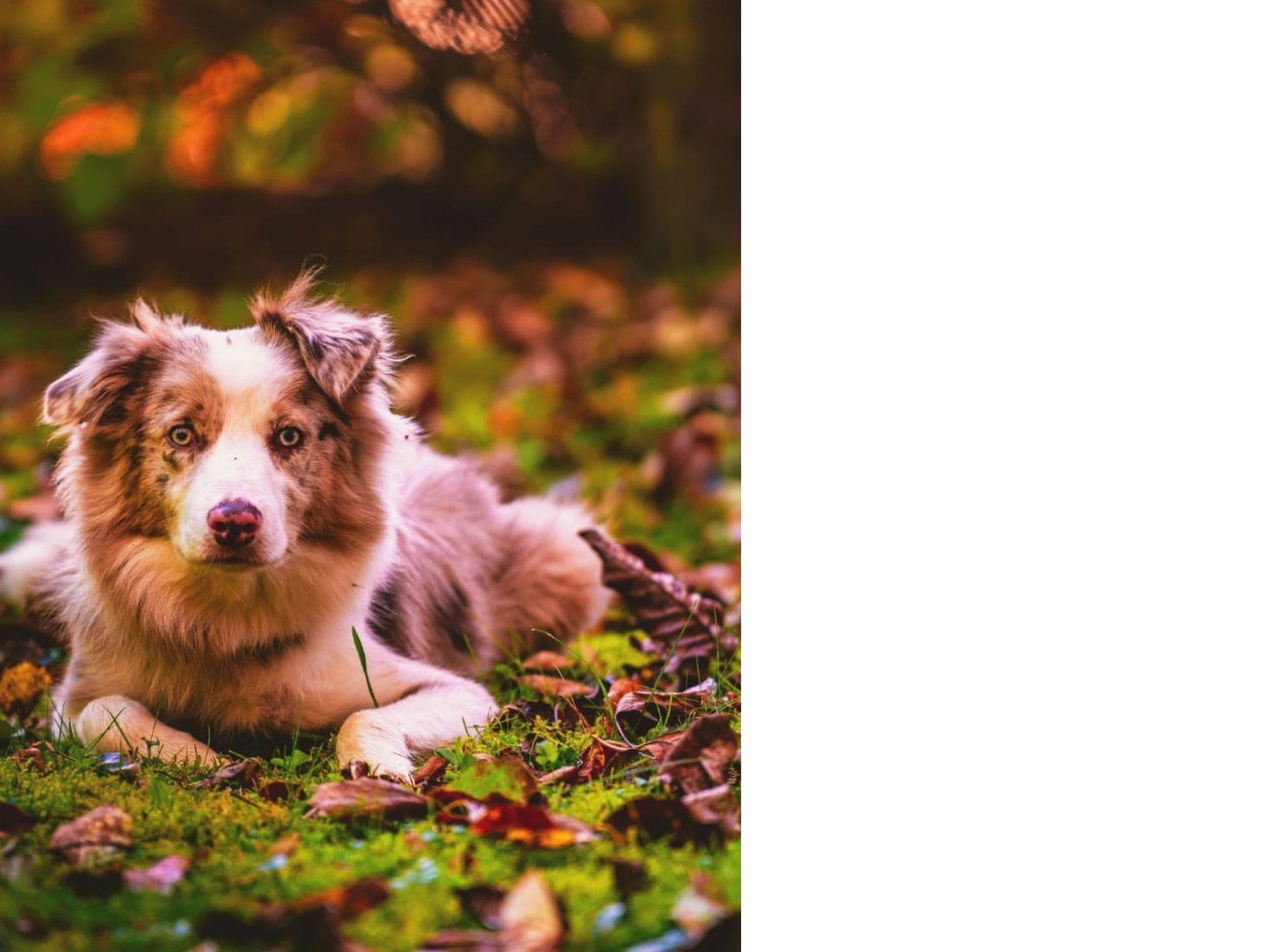 Australian Shepherd dog resting in autumn leaves