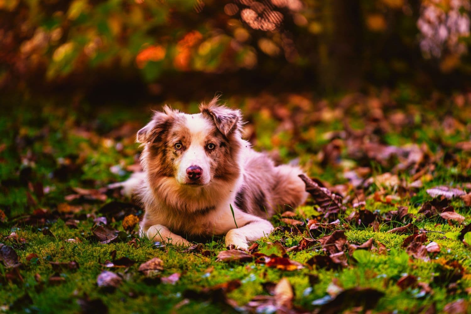 Enomis Digital Studio dog in an autumn garden