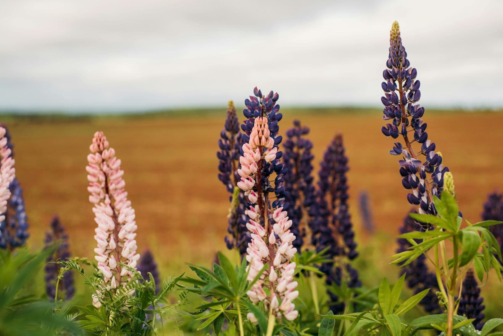 Lavender and peach lupin flowers in a field